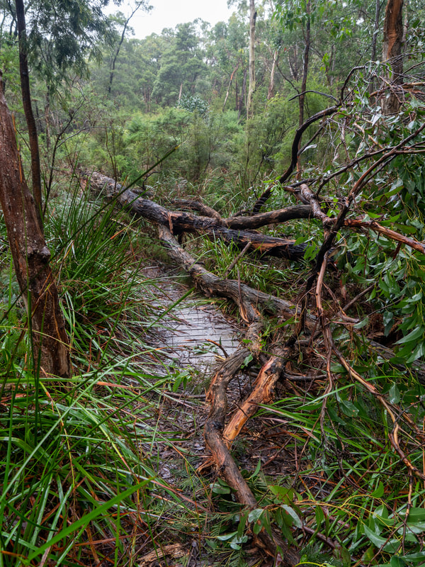 Fallen tree over the walking trail. OT Dam Circuit Walk, Arthur's Seat State Park, Mornington Peninsula, Victoria, Australia, walking trails, bush walking.