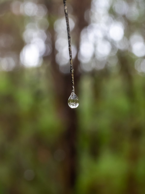 Water droplet on the end of a stick with trees reflected in the droplet
