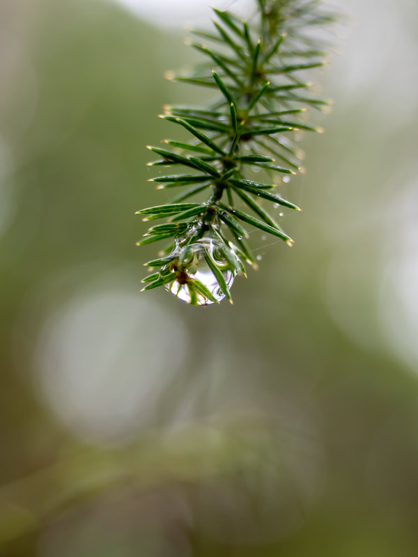 Water droplet hangs on the end of a spiky branch