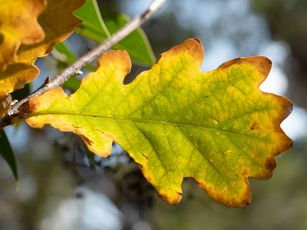 Autum leaf, brown, green, yellow, on tree, close-up, macro, free photo photograph