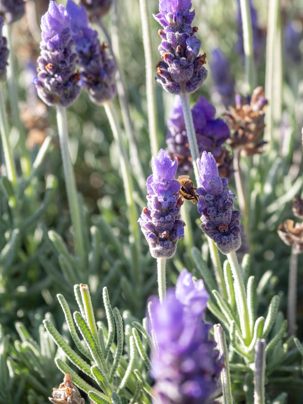 Bee between two lavender flowers. Victoria, Australia.