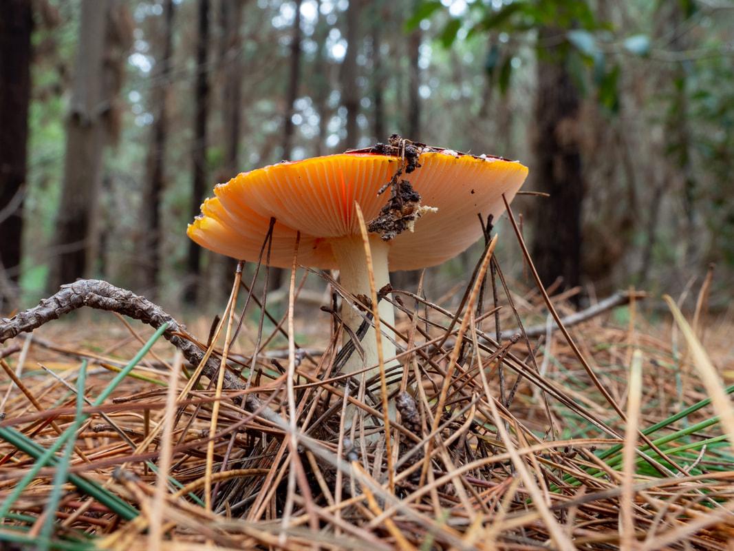 Amanita muscaria (Fly Agraic) fungi, Photograph from the Mornington Peninsula, Victoria, Australia