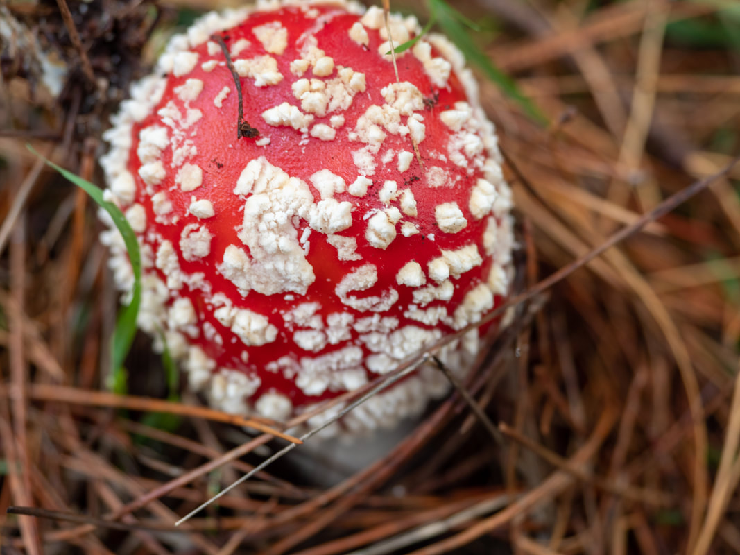 Amanita muscaria (Fly Agraic) fungi, Photograph from the Mornington Peninsula, Victoria, Australia