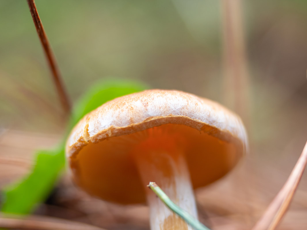 Gymnopilus allantopus fungi. Small orange gilled fungi. Victoria, Australia.