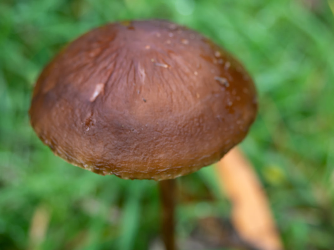 Oudemansiella gigaspora, fungi with dark brown cap, cream gills and stem. Victoria, Australia