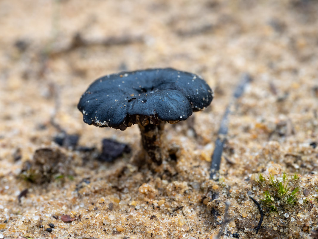 ENtoloma moongum fungi. Small black mushroom. Black cap, stem and gills. 