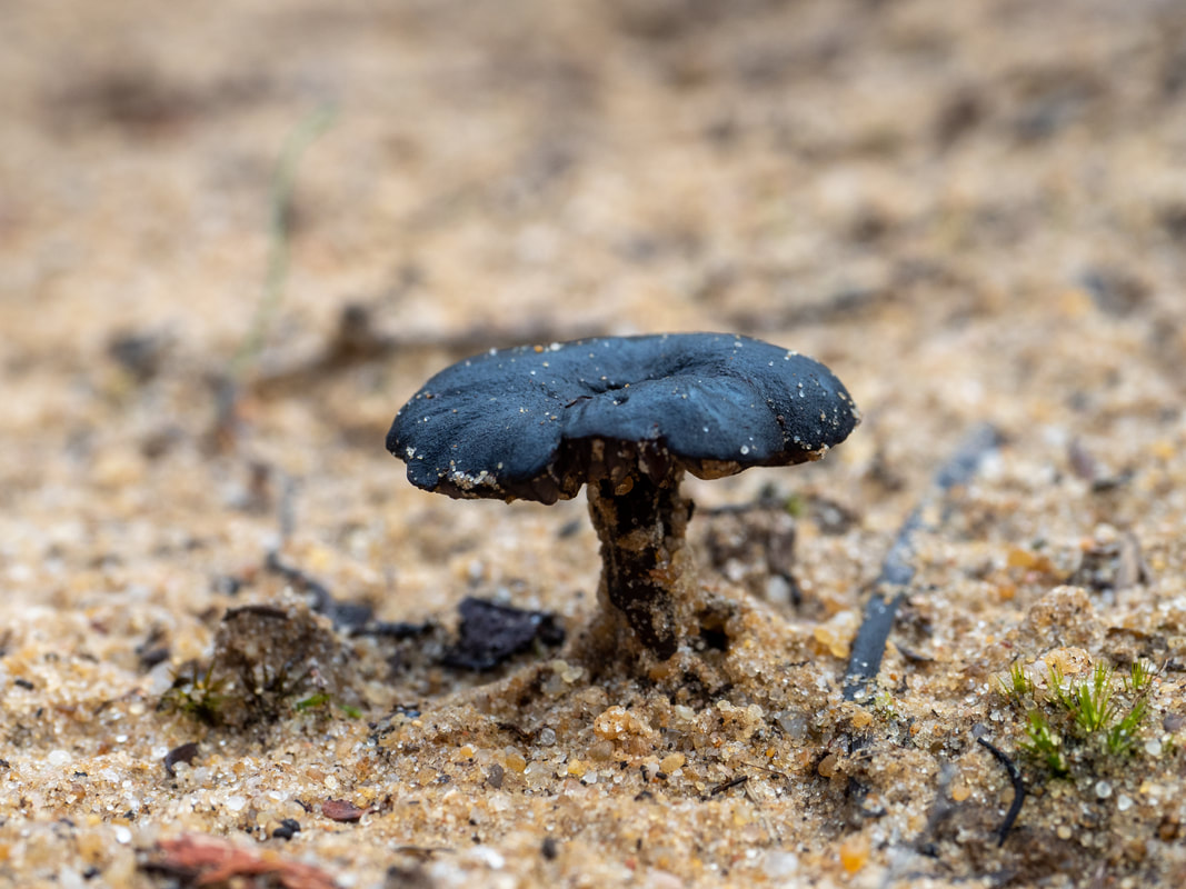 ENtoloma moongum fungi. Small black mushroom. Black cap, stem and gills. 