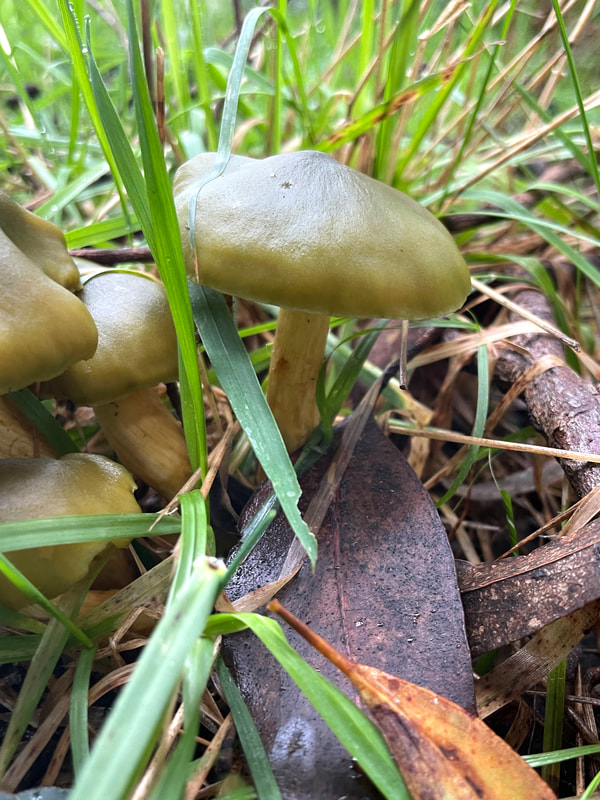 CORTINARIUS AUSTROVENETUS, small fungi mushroom with bright green cap and yellow stem, Green's Bush, Mornington Peninsula, Victoria, Australia