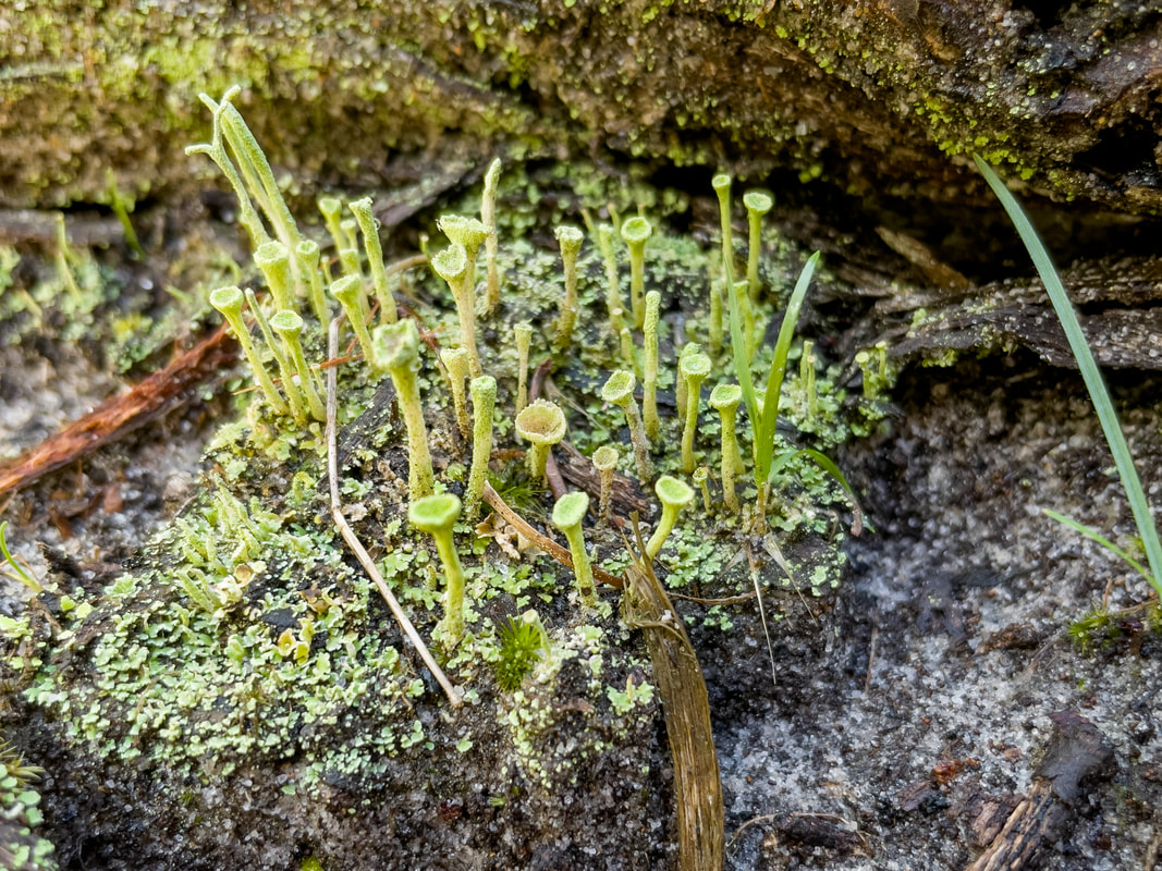 Lichen, Pixie Cups, Victoria, Australia. Macro, close-up, close up, free, photographs, photos