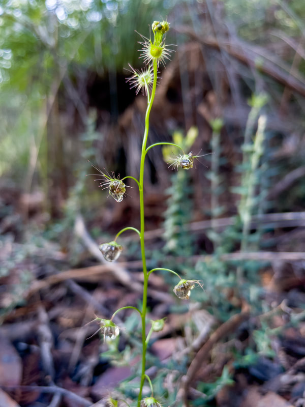 Drosersa peltata subsp. auriculata Photographed in Greens Bush, The Mornington Peninuisla, Victoria, Australia. Sundews