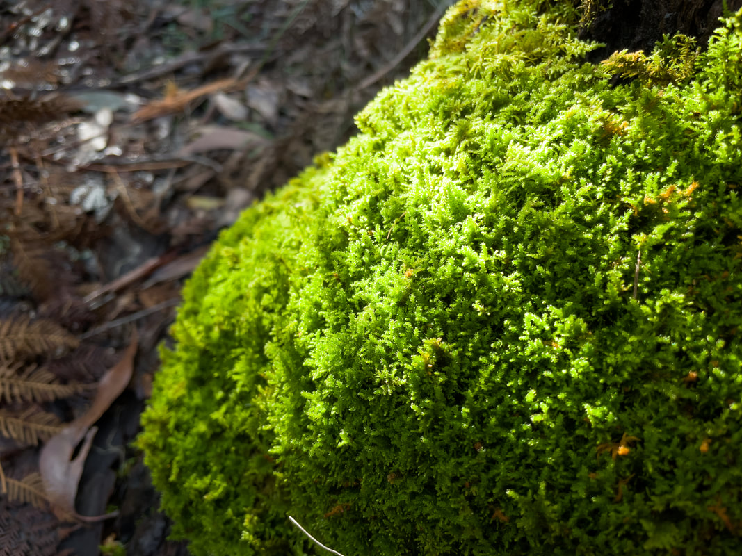 Moss, macro, close-up, Victoria, Australia