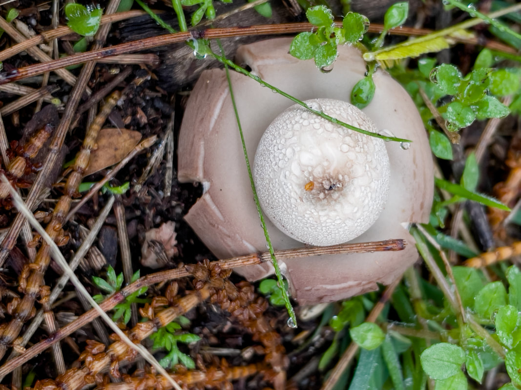 Earth Stat, GEASTRUM TRIPLEX / GEASTRUM INDICUM, Victoria, Australia, native fungi, funghi