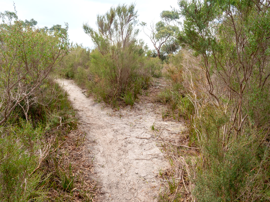 Walking tracks. The Pines Flora and Fauna Reserve, Frankston, Mornington Peninsula, Victoria, Australia, 