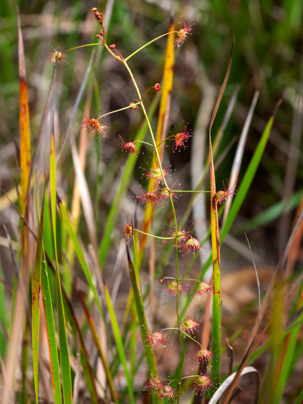 Drosersa peltata subsp. auriculata Photographed in The Pines Flora and Fauna Reserve, Frankston, Victoria, Australia. Sundews