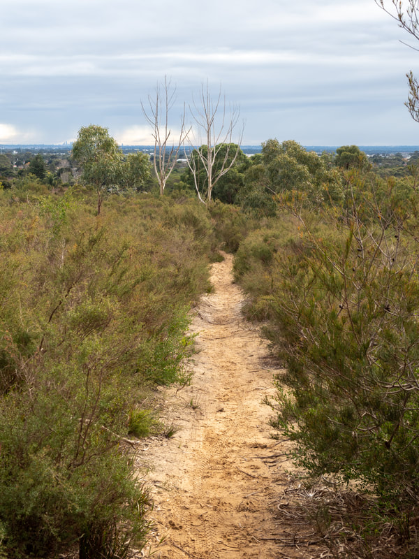 Walking Tracks. The Pines Flora and Fauna Reserve, Frankston, Mornington Peninsula, Victoria, Australia, 