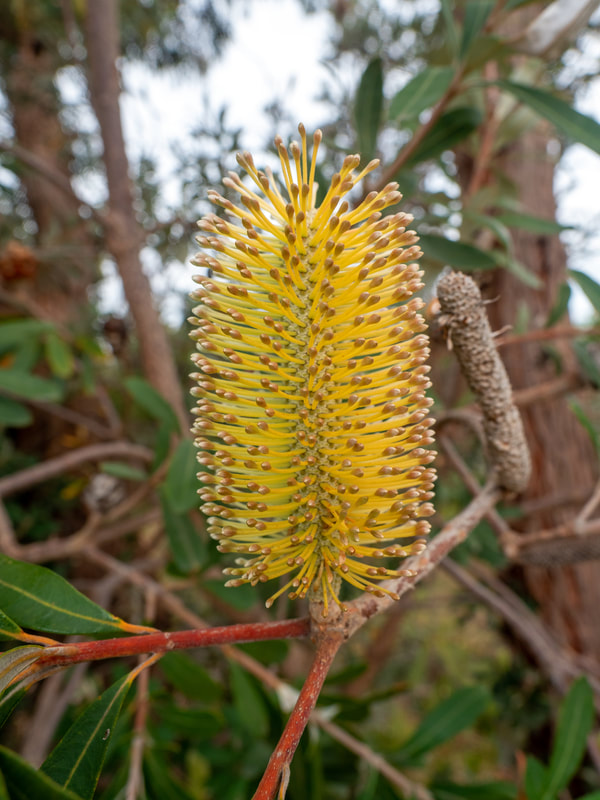 BANKSIA MARGINATA, SILVER BANKSIA, Native Australian banksia flower. Victoria, Australia.
