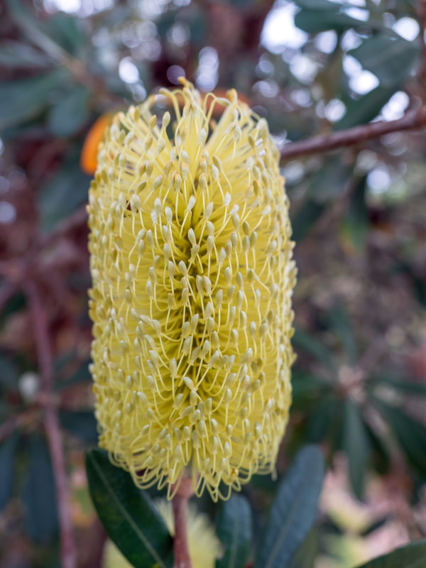 Banksia Flower. The Pines Flora and Fauna Reserve, Frankston, Mornington Peninsula, Victoria, Australia, 
