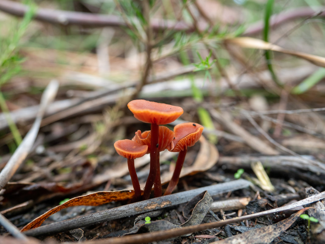 Mycena viscidocruenta fungi. Frankston, Victoria, Australia