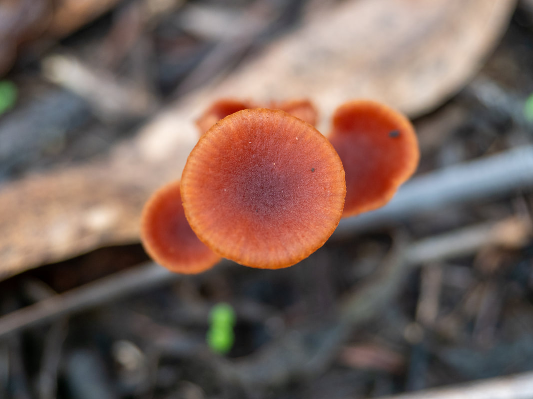 Mycena viscidocruenta fungi. Frankston, Victoria, Australia
