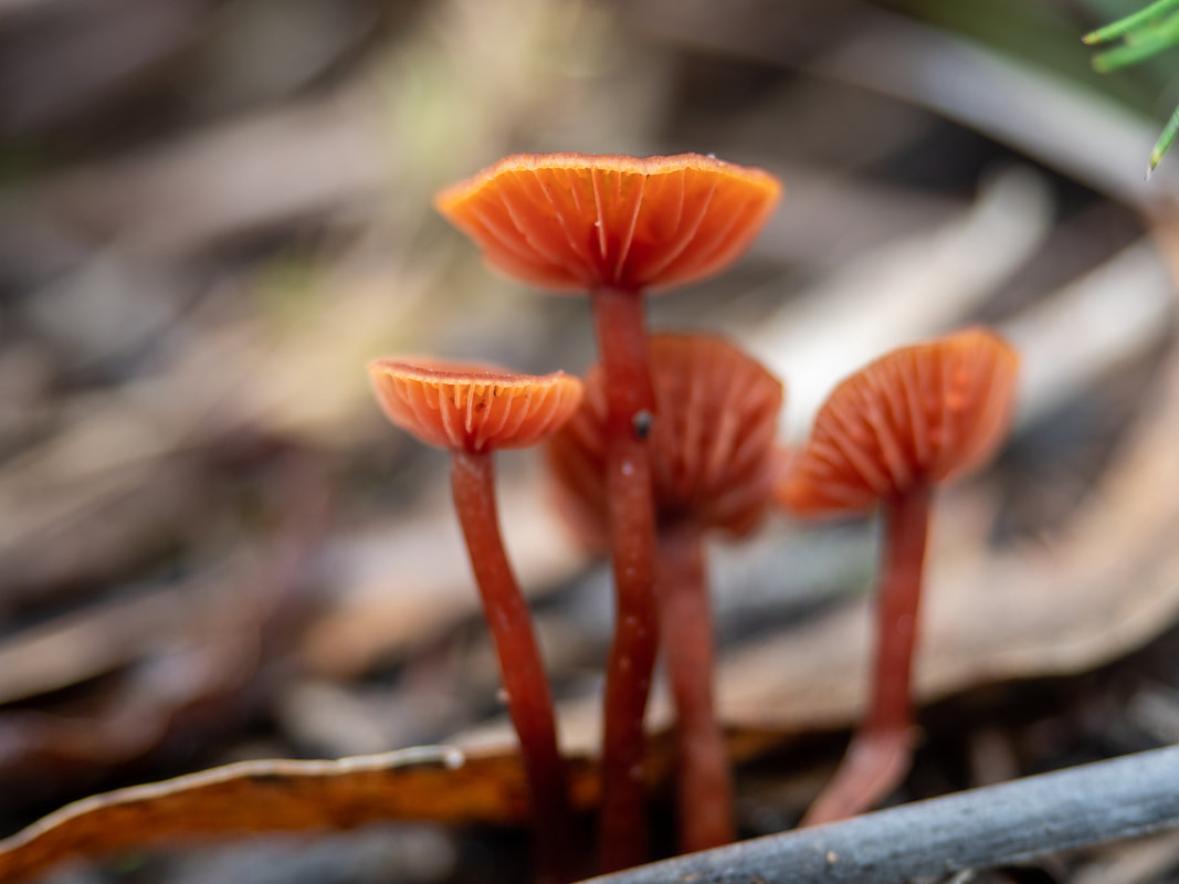 Red fungi. The Pines Flora and Fauna Reserve, Frankston, Mornington Peninsula, Victoria, Australia, '