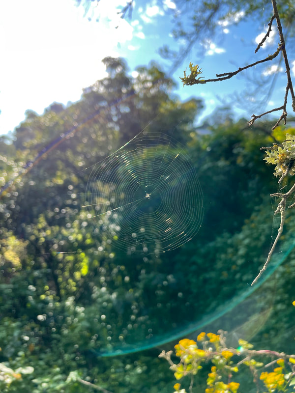 Spider Web in the sunshine, Australia
