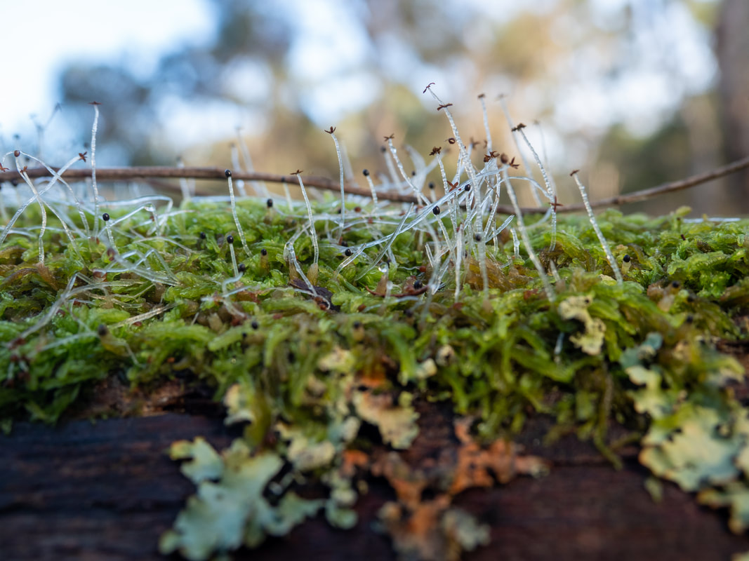 Moss that has developed seta and spore capsules some opened). Greens Bush, Victoria, Australia.