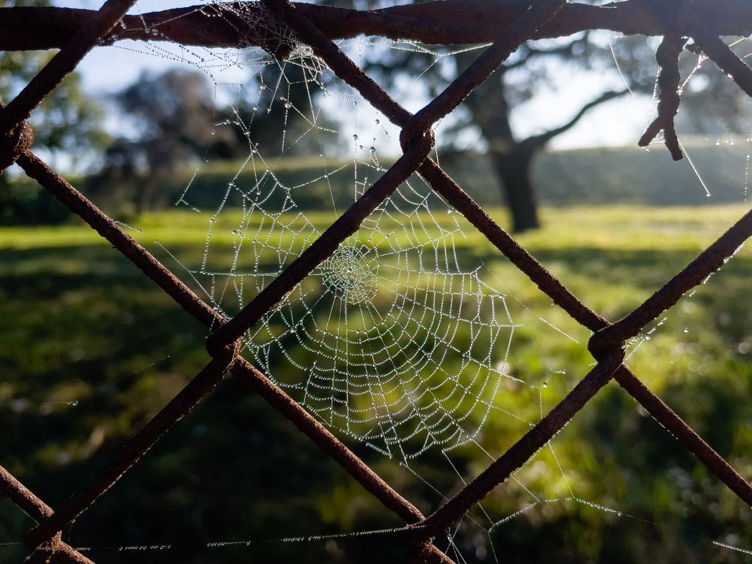 Spider Web with dew drops glistening in the  sunshine . Rustic.