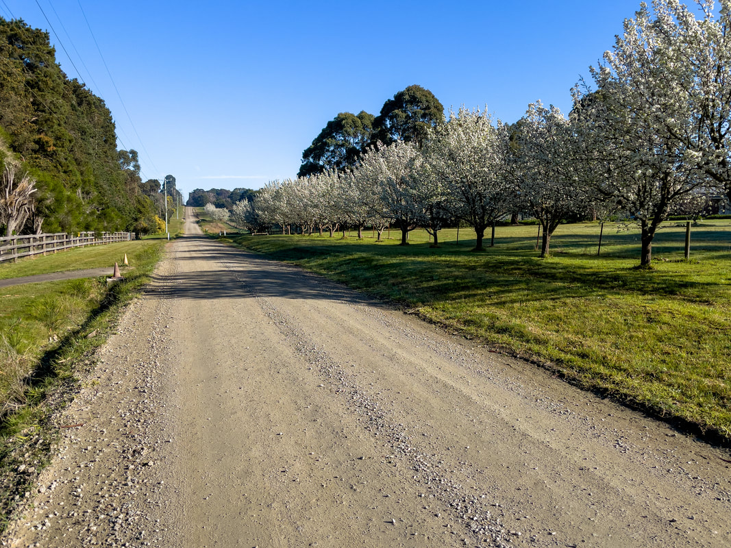 Flowering Fruit trees alongside the road. Mount Eliza, Vic, Australia.
