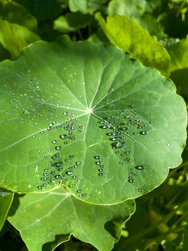 The sun sparkles on water droplets sitting atop a leaf. 