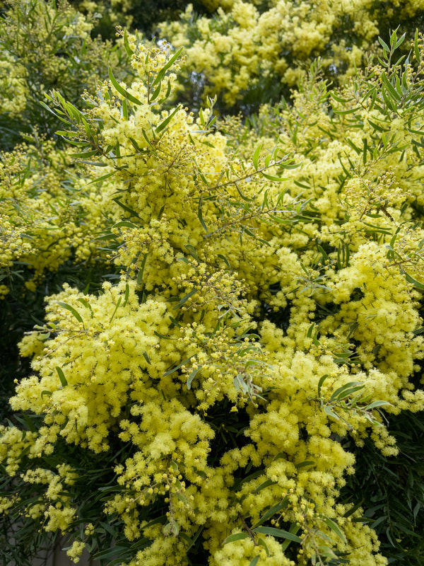 Acacia, Wattle Flower, Mornington Peninsula, Victoria, Australia