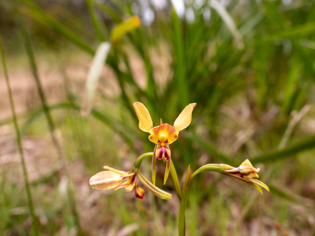 Donkey Orchid, Victoria, Australia