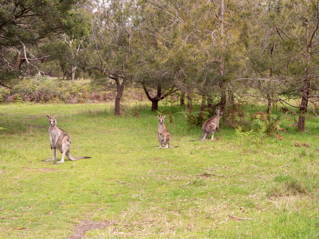 Kangaroos at the Briars, Mount Martha, Victoria, Australia