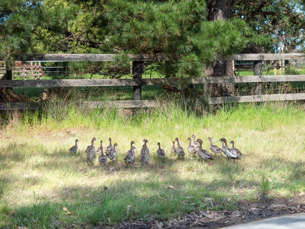 Ducks with a large family of ducklings. Mornington Peninsula, Victoria, Australia 