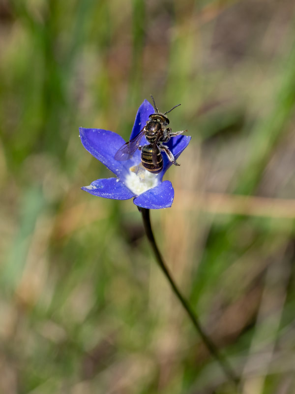Native Bee on a Royal Bluebell (Wahlenbergia gloriosa)