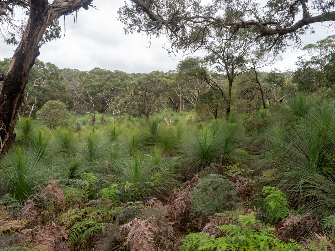 Greens Bush Walking Trails. Mornington Peninsula National Park. Victoria, Australia. Grass Trees.