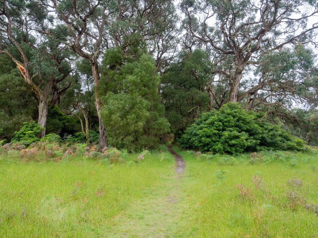 Greens Bush Walking Trails. Mornington Peninsula National Park. Victoria, Australia.