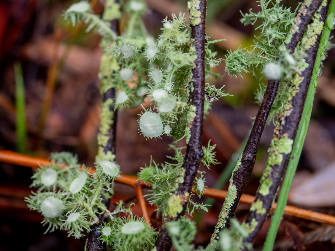 macro / close up photo of lichen growing in Australia. Fruticose form lichen. 
