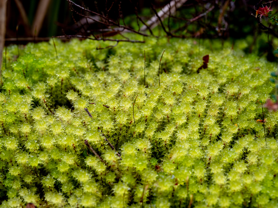 Moss that has developed seta and spore capsules some opened). Greens Bush, Victoria, Australia.
