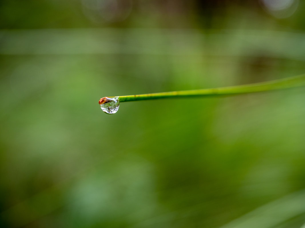 Water droplet hanging from the end of a grass tree spike