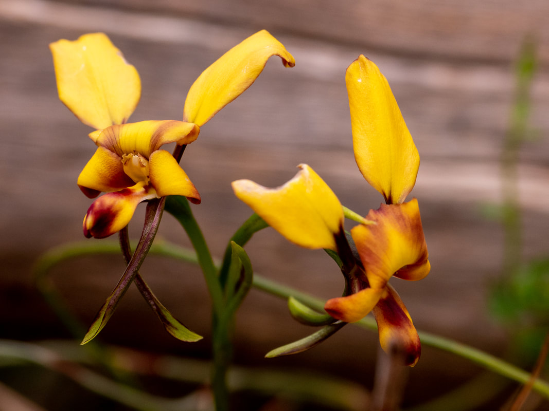 Donkey Orchid, Victoria, Australia
