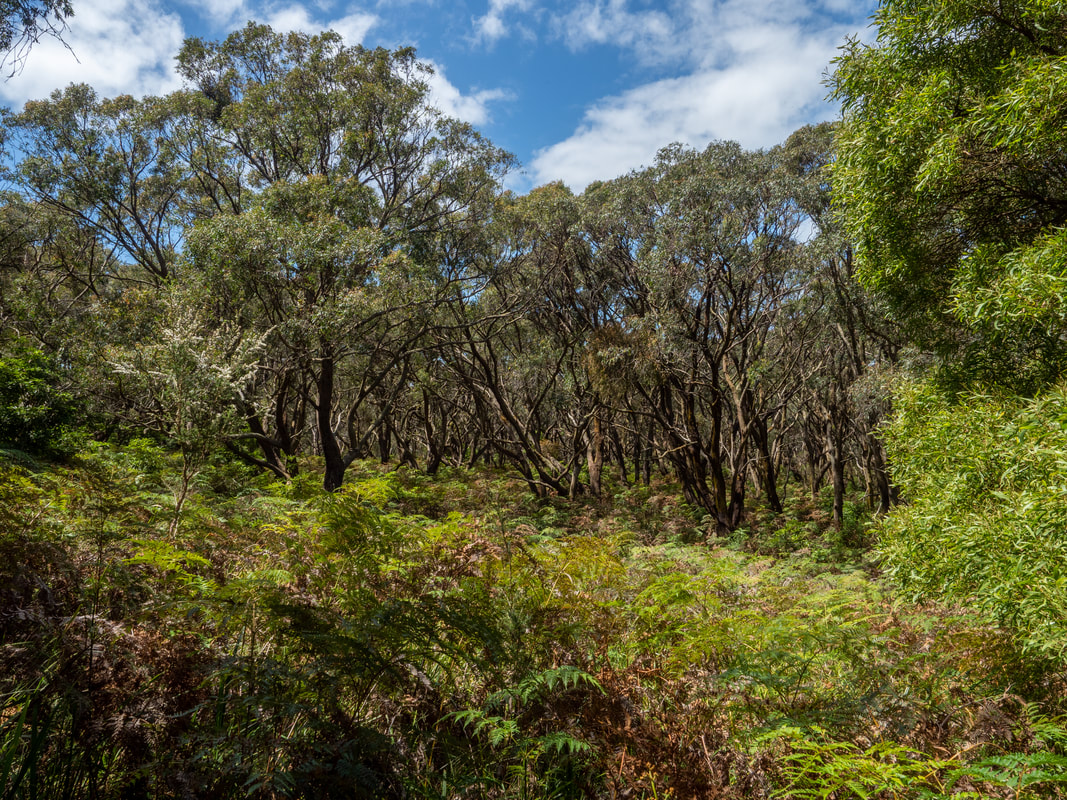 Greens Bush Walking Trails. Mornington Peninsula National Park. Victoria, Australia.