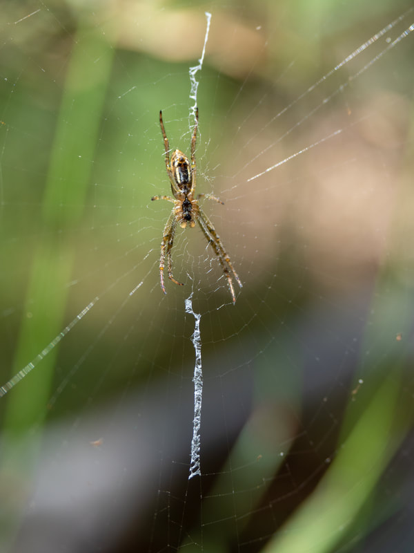 Spider on Web. Close Up. 