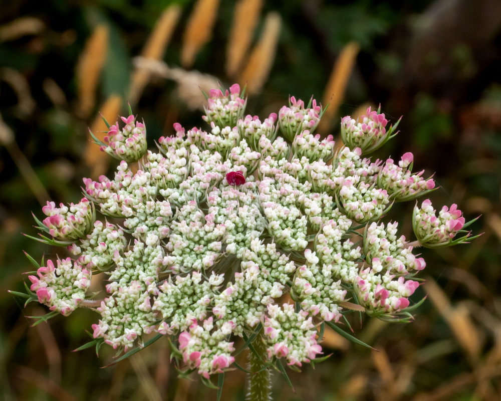 Daucus Carota, also known as wild carrot, bird's nest, bishop's lace and Queen Anne's lace.