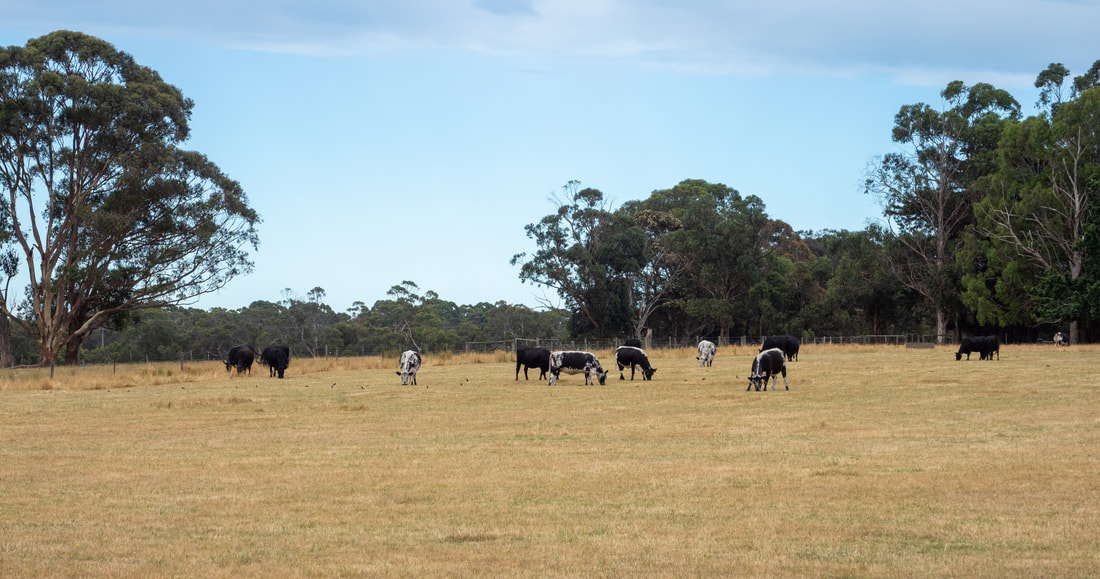 Cattle / cows in a paddock, Victoria, Australia