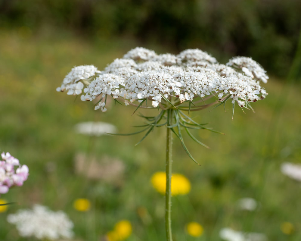 Daucus Carota, also known as wild carrot, bird's nest, bishop's lace and Queen Anne's lace.