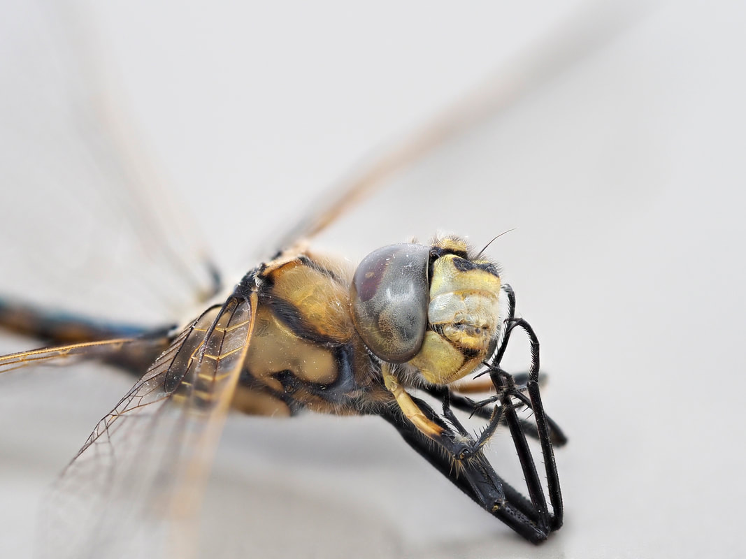 Dessicated Dragonfly macro close up photo. Tau Emerald Dragonfly, Victoria, Australia 