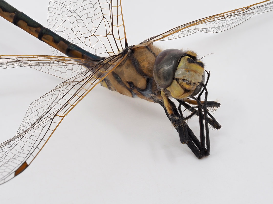Dessicated Dragonfly macro close up photo 