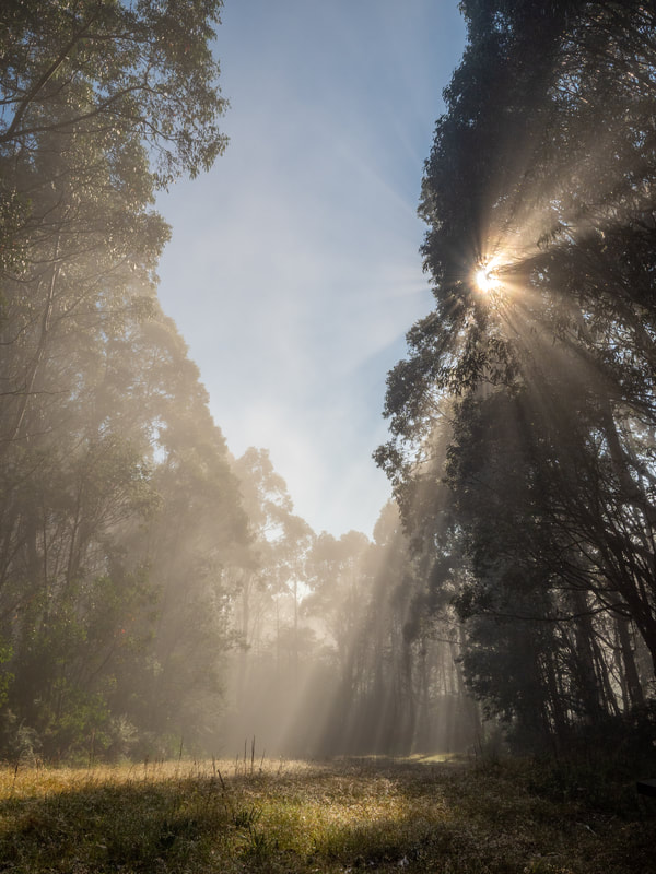 Sunrise on the mist. Mount St Gwinear, Baw Baw National Park, Australia.