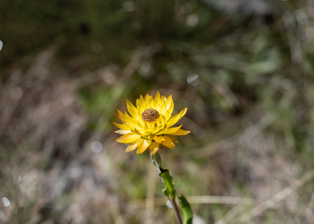 Everlasting Daisy. Baw Baw National Park, Victoria, Australia.
