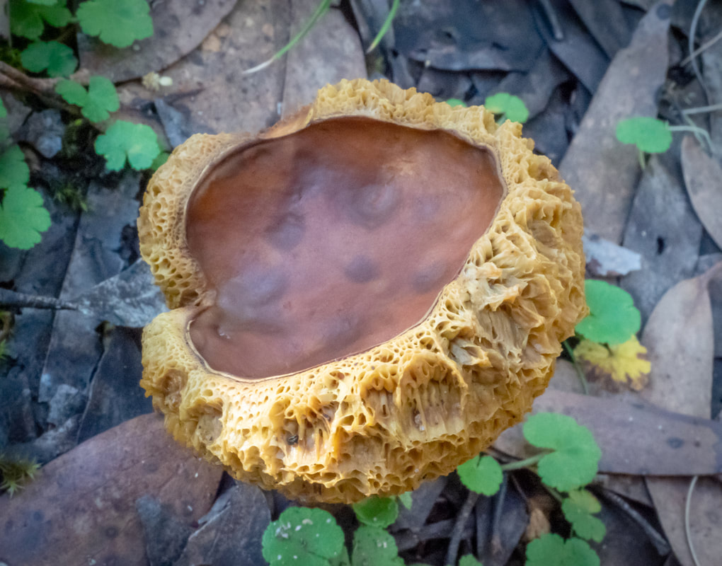 Decaying specimen of Boletellus obscurecoccineus fungi, funghi. Arthur's Seat State Park, Victoria, Australia